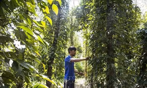Phát triển mạnh mô hình tiêu leo tràm ở Gò Quao