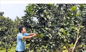 Nhiều hộ trồng bưởi da xanh trái vụ lãi tiền tỷ ở xã Sông Xoài