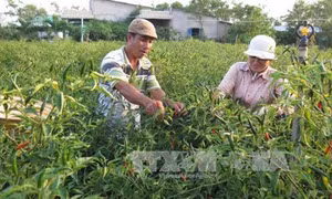 Tiền Giang phát triển cây rau màu cho hiệu quả kinh tế cao