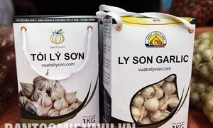 Tỏi Lý Sơn