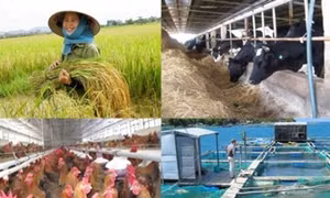Bảo hiểm nông nghiệp: Vì sao vẫn vướng?
