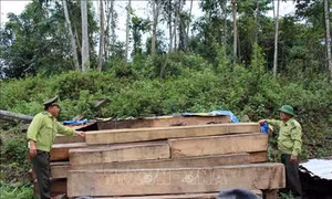Quảng Nam nâng cao nhận thức của người dân, thực hiện nghiêm chủ trương dừng khai thác gỗ rừng tự nhiên