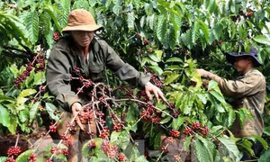 Lâm Đồng phát triển vùng cà phê công nghệ cao