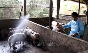 Kon Tum khoanh vùng dập dịch lở mồm long móng trên đàn lợn