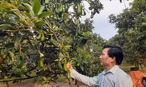 Thu nhập cao từ trồng bơ trái vụ