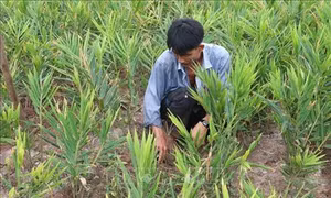 Các huyện ven biển Tiền Giang mở rộng diện tích rau màu thích ứng biến đổi khí hậu