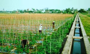 Kinh tế xanh trong xây dựng nông nghiệp và nông thôn mới
