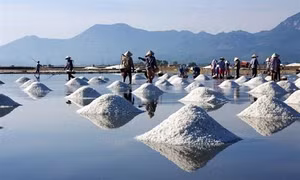Nghề làm muối ở Ninh Thuận