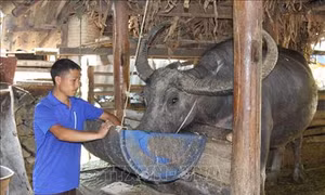Lan tỏa phong trào cán bộ, đảng viên “đỡ đầu” hộ nghèo ở Mèo Vạc, Hà Giang