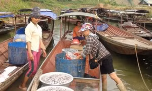 Phát triển mô hình chế biến nước mắm từ cá nước ngọt lòng hồ sông Đà