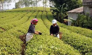 Tuyên Quang “chuyển mình” sau 10 năm xây dựng nông thôn mới