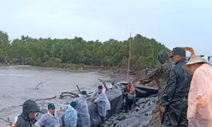 Cà Mau: Ban bố tình huống khẩn cấp bảo vệ đê biển Tây
