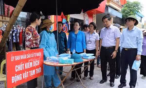 Hà Nội quyết liệt triển khai phòng, chống dịch tả lợn châu Phi