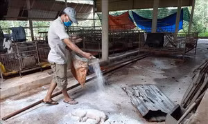 Gần 5,95 triệu con lợn phải tiêu hủy vì dịch tả lợn châu Phi