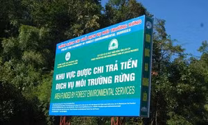 Giải quyết vướng mắc trong chi trả tiền dịch vụ môi trường rừng qua tài khoản