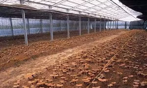 Ứng dụng tiến bộ khoa học công nghệ vào sản xuất và chế biến nấm Linh Chi