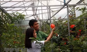 Muôn sắc hoa hồng níu chân du khách tại Đà Lạt