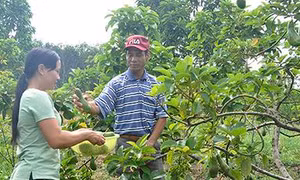 Làm giàu từ nông nghiệp sạch ở Đắk Tô 