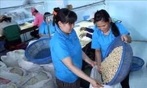 Hà Lan sẽ đầu tư 250 triệu USD phát triển thương hiệu điều Bình Phước