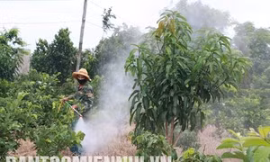 Canh tác lúa và cây ăn quả khi đất hạn, mặn