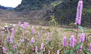 Nghề nuôi ong trên cao nguyên đá Hà Giang