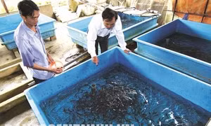 Kỹ thuật nuôi cá hồi vân nước lạnh