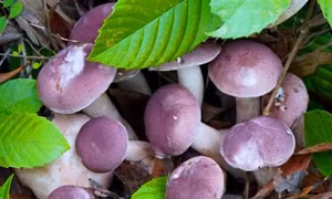 Nấm tràm - món ngon bổ dưỡng