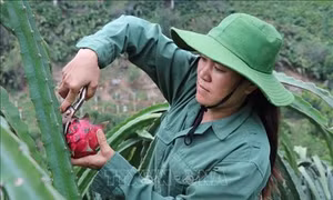 Người phụ nữ dân tộc Thái làm giàu trên vùng đất dốc