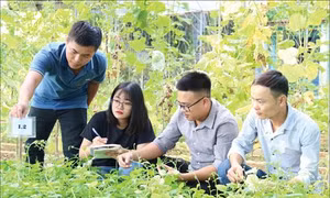 Ứng dụng giúp xác định thừa thiếu đạm cho cây trồng trên điện thoại thông minh