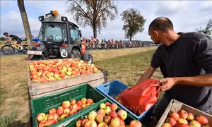 Phát hiện thú vị về lợi ích của táo đối với sức khỏe