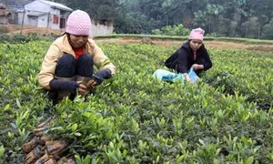 Phú Thọ phát triển kinh tế đồi rừng là ngành chủ lực