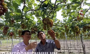Xuân mới đang về với Ninh Phước