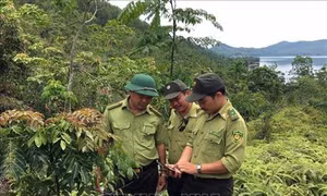 Quảng Nam ứng dụng công nghệ trong quản lý, bảo vệ rừng