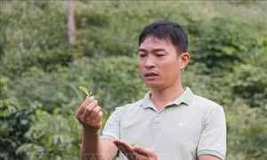 Anh Nguyễn Mạnh Thắng nâng giá trị cây chè nhờ mô hình sản xuất sạch