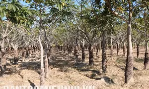 Làm giàu trên vùng đất hoang hóa