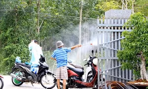 Bình Thuận đã xuất hiện dịch tả lợn châu Phi