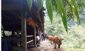 Hiệu quả của mô hình di dời gia súc ra khỏi gầm sàn nhà ở, chăn nuôi tập trung tại Cao Bằng