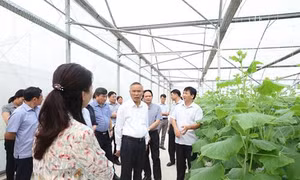 Hà Nội - Hà Nam hợp tác sản xuất tiêu thụ nông sản an toàn