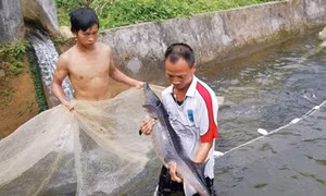 Thu nhập cao từ nuôi cá tầm trong lồng bè ở Lào Cai