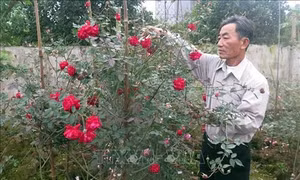 Chuyện làm giàu không vốn ở Nam Định