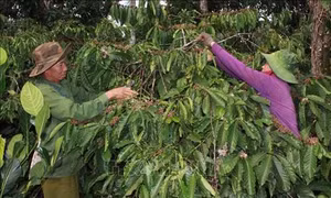 Đắk Lắk khuyến cáo nông dân phục hồi lại vườn cà phê sau thu hoạch