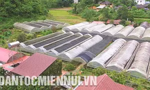 Nông nghiệp công nghệ cao trên “Cao nguyên trắng”