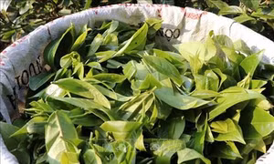Mở rộng mô hình sản xuất chè an toàn ở xã vùng cao Bảo Hưng