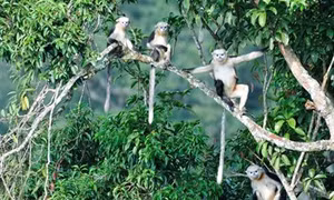 Bảo tồn loài voọc mũi hếch ở Hà Giang