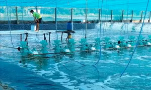 Bạc Liêu nhân rộng﻿ mô hình nuôi tôm CPF Combine