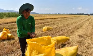 Huyện Châu Thành loay hoay tìm đầu ra cho lúa hữu cơ đạt chuẩn quốc tế