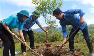 Vùng cao Mù Cang Chải thu hút du khách