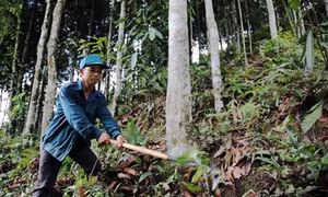 Gần 6.000 đồng bào dân tộc thiểu số ở Lào Cai hưởng lợi nhờ chương trình giảm phát thải từ rừng
