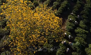 Mùa vàng trên vùng đất đỏ Bazan