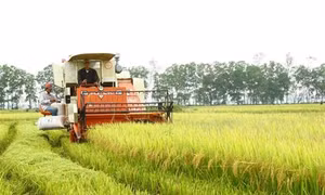 Quảng Trị liên kết sản xuất lúa hữu cơ, chất lượng cao trên cánh đồng lớn